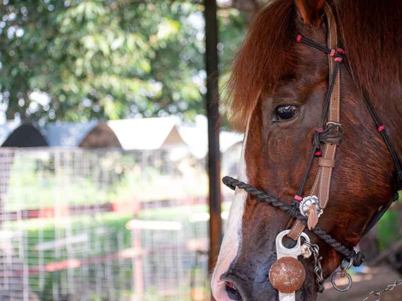 Cabalgata al Atardecer