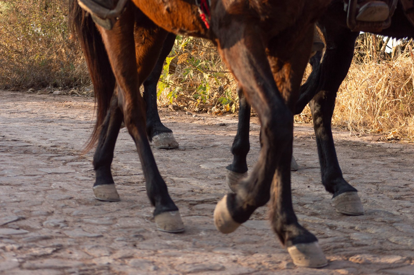 Tradición Tequilera