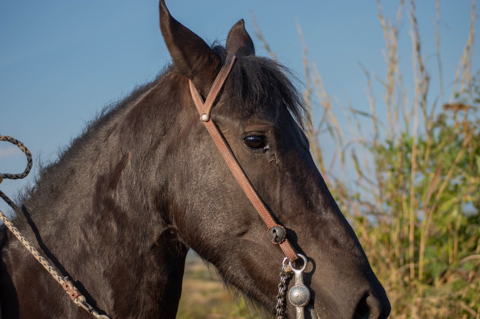Cabalgata Don Jacinto