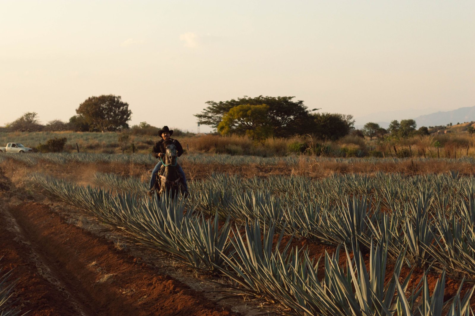 Campos de Agave