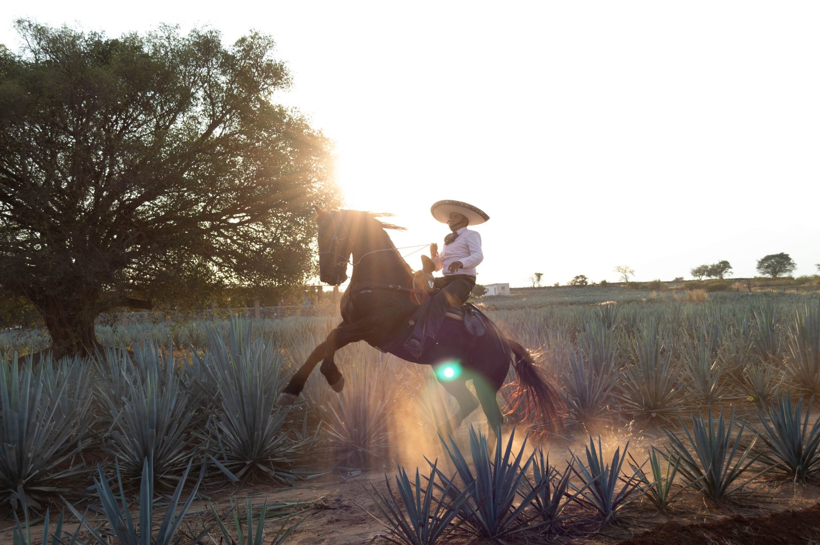 Cabalgata Don Jacinto