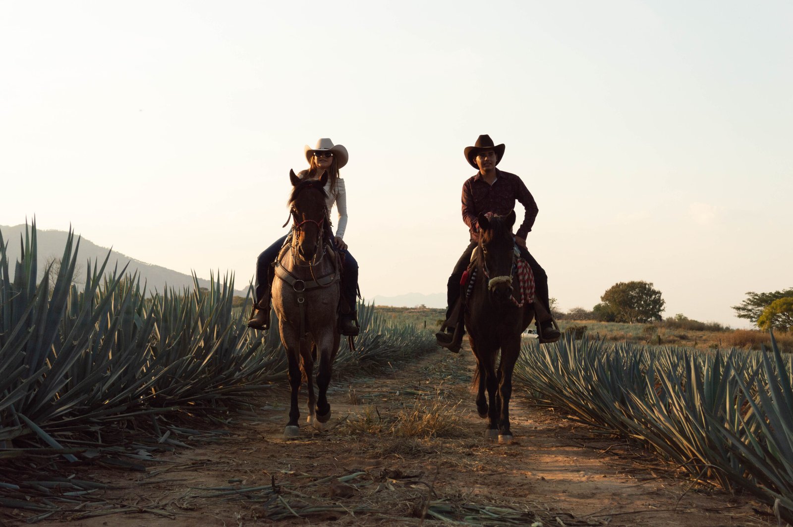 Tradición Tequilera
