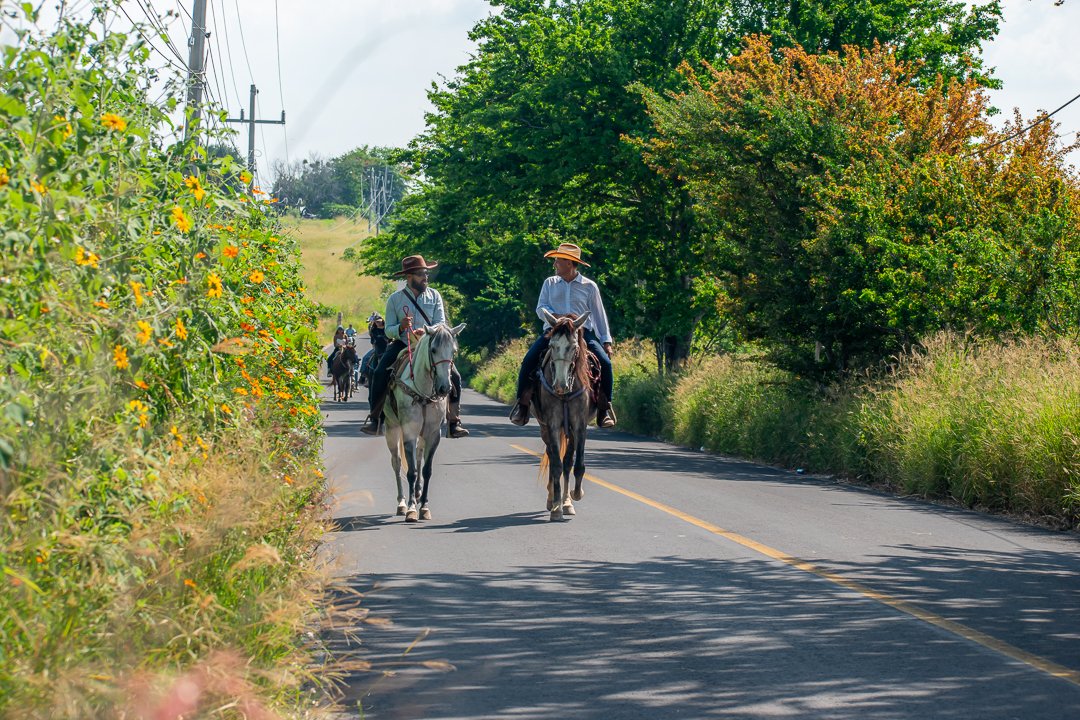 Campos de agave en Amatitán