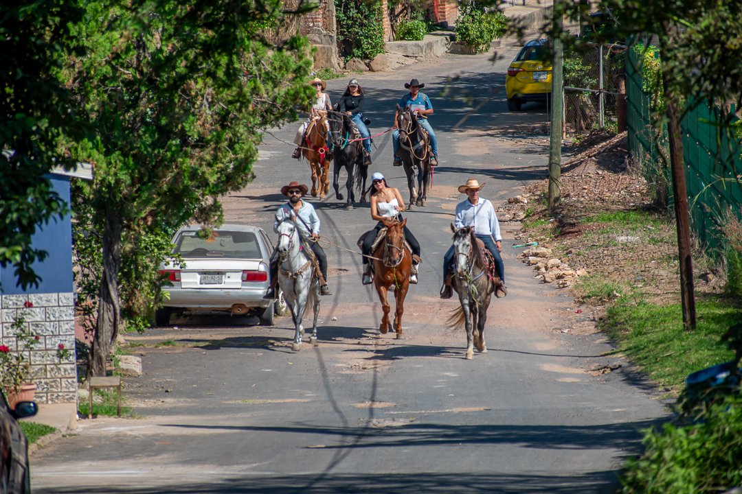 Caballos entrenados