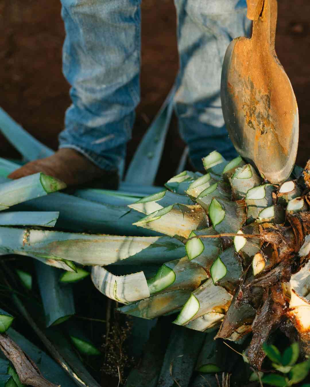 Plantación de agave histórico