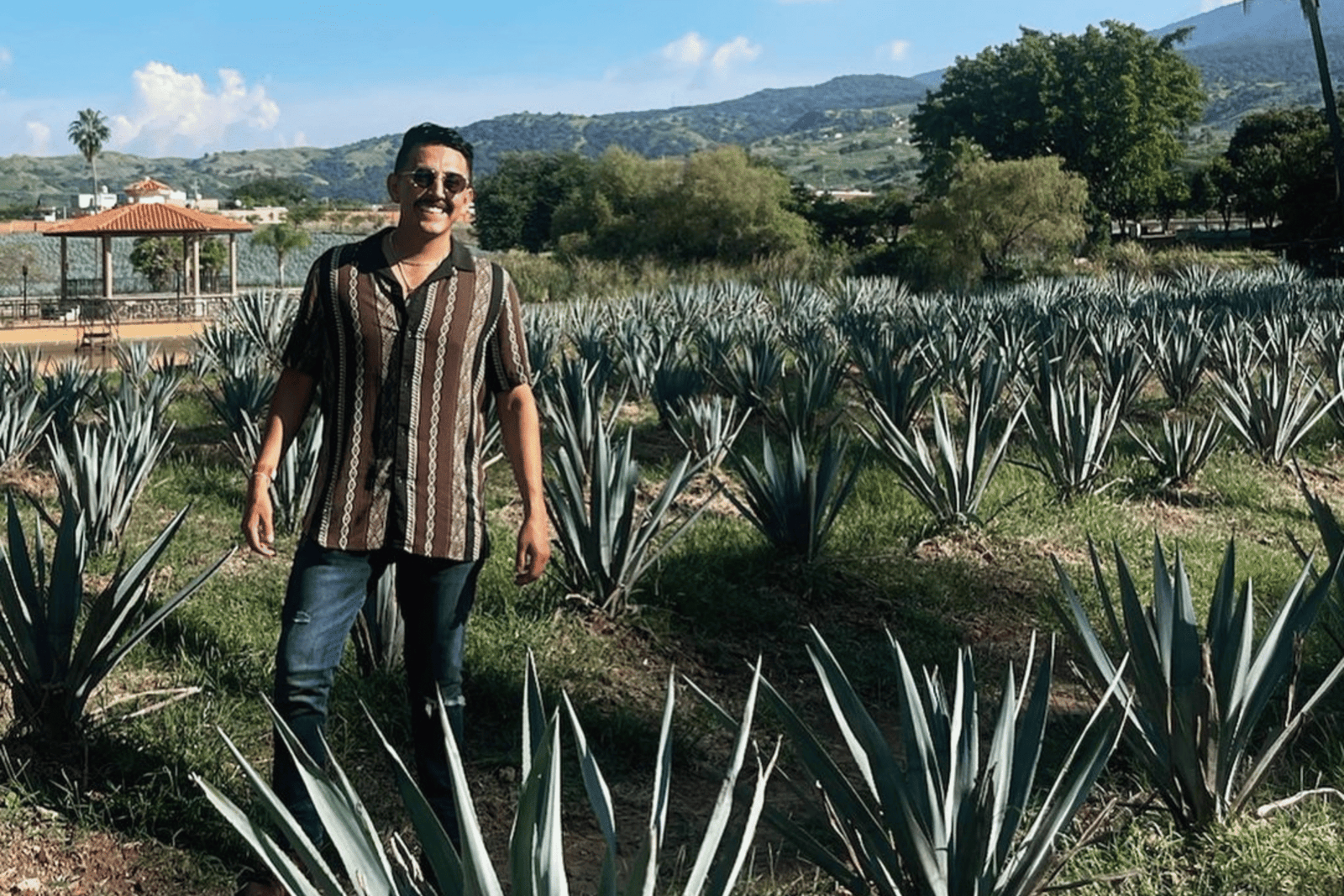 Campos de agave Tequila