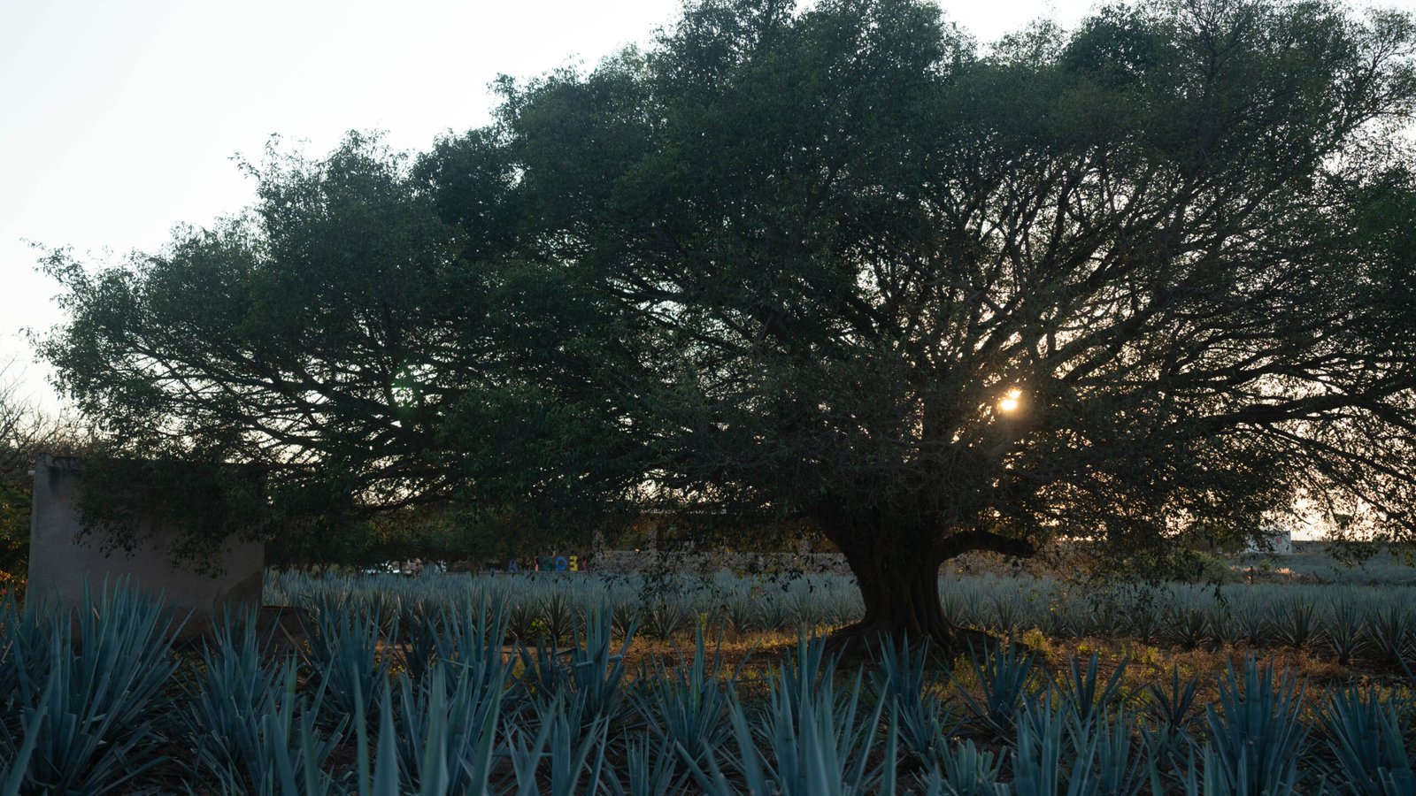 Cabalgata por Campos