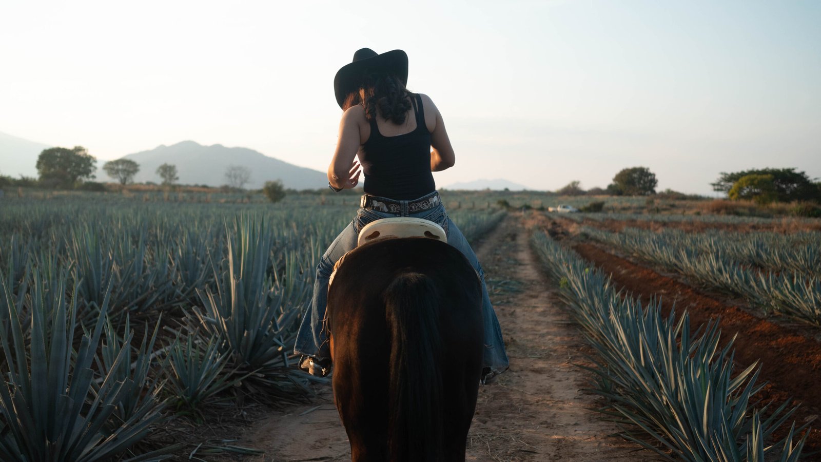 Campos de Agave