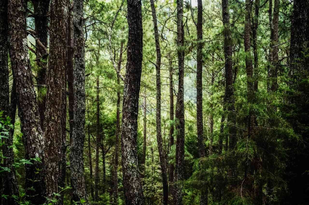 Aeropuerto de Guadalajara