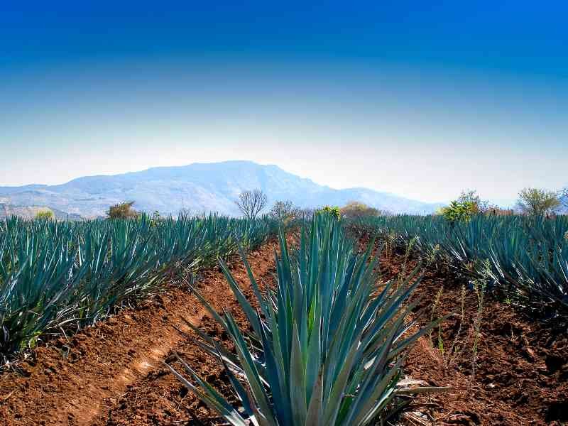Villa María José - Casa de campo con jacuzzi privado en Amatitán Jalisco